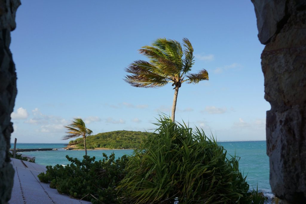 A palm tree blowing in the wind near the ocean