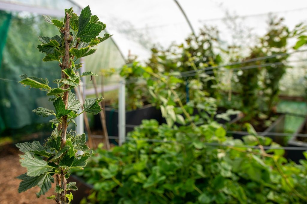 Green plants growing inside a greenhouse.