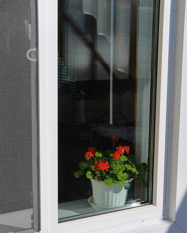 Bright window with potted red flowers on the sill